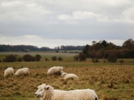 pexels leefinvrede 31147793