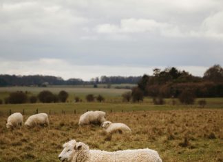 pexels leefinvrede 31147793