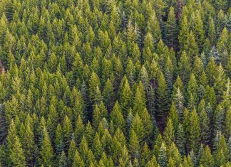 Τζίνα Οικονόμου: «Σε δημόσια διαβούλευση οι υπουργικές αποφάσεις για το νέο σύστημα δασικής διαχείρισης» pexels matthew montrone 230847 1179229