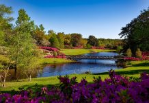 pexels pixabay 158063