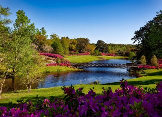 pexels pixabay 158063