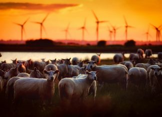 pexels pixabay 533848