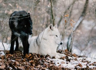 pexels shelby waltz 31301228 6970826