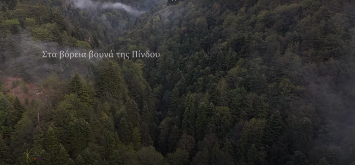 forest forest