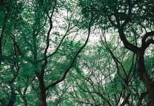 pexels luisdalvan 1770809