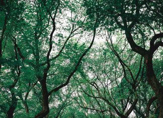 pexels luisdalvan 1770809