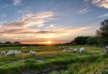 pexels pixabay 462119