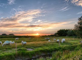 pexels pixabay 462119