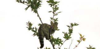 cat