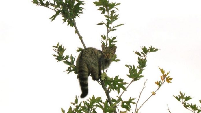 cat cat