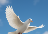 chatgpt image may 20 2025 12 49 54 pm