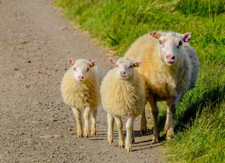 pexels francesco ungaro 464415