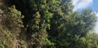 tasios