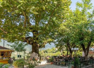 Φυτοφάρμακο «απειλή» για το Μεγάλο Χωριό – Ανθρώπινο χέρι πίσω από το νέκρωμα χλωρίδας της πλατείας του χωριού 9739cf79 7659 4177 98ef 0382080c1826