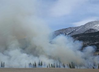 pexels pixabay 266558