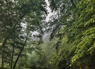 pexels caleb clark 6462955 32783118