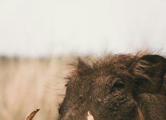 pexels dario fernandez ruz 6827375