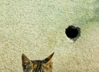 Πάνω από 12.000 ευρώ δίνει ο Δήμος Καρπενησίου για προμήθεια ζωοτροφών για τα αδέσποτα ζώα συντροφιάς pexels deni z caglusu 2148190331 32696857