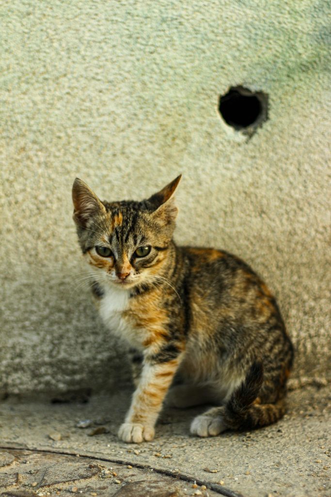 pexels deni z caglusu 2148190331 32696857