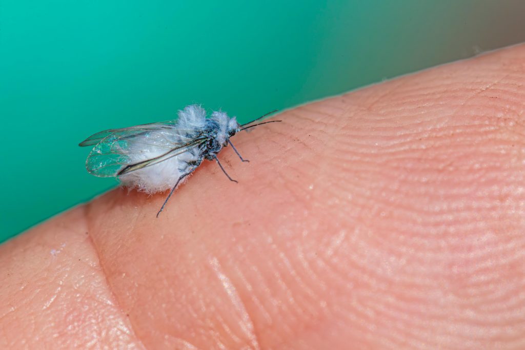 pexels erik karits 2093459 32864671