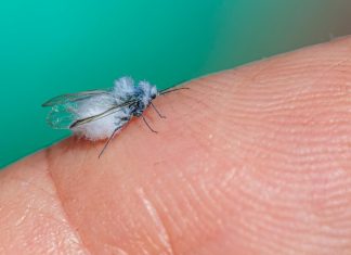 pexels erik karits 2093459 32864671