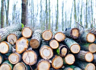 Ανάθεση για κοπή και κλάδεμα επικίνδυνων δέντρων στον Δήμο Αγράφων pexels goumbik 296333