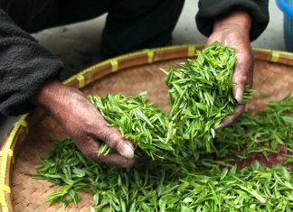 Ευρυτανία: Συνελήφθη για παράνομη συλλογή 10 κιλών τσαγιού του βουνού pexels pixabay 39347