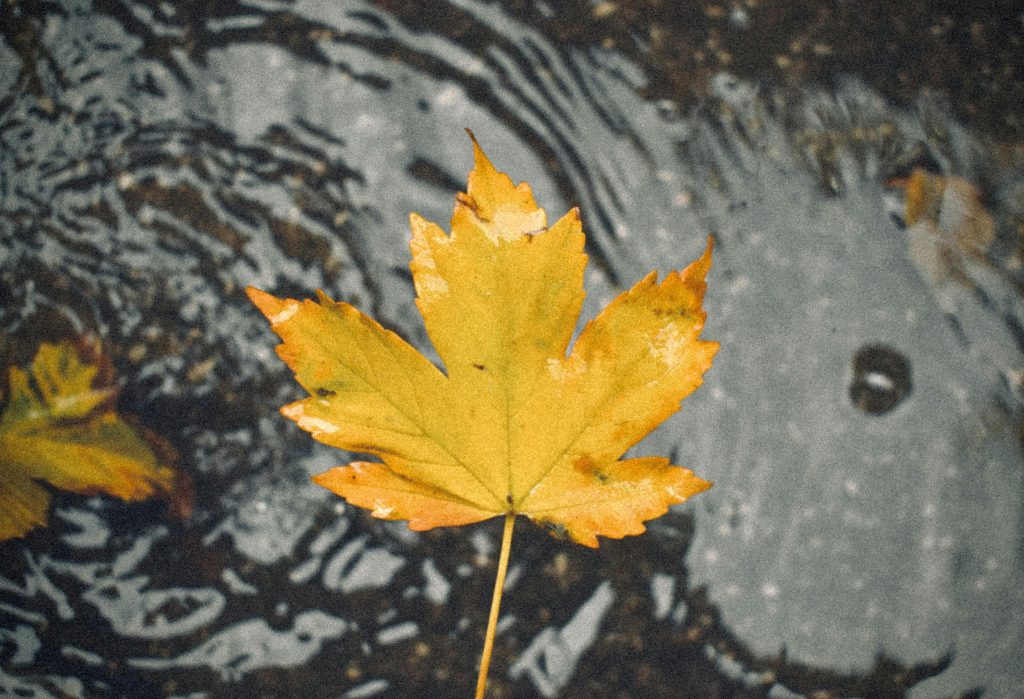 pexels semanur coban 1273780199 31405998