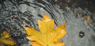 pexels semanur coban 1273780199 31405998