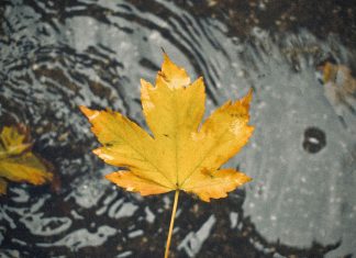 pexels semanur coban 1273780199 31405998