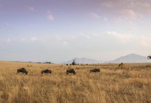 Ενημερωτικό Σποτ Αντιπυρικής Περιόδου 2025 pexels magda ehlers pexels 1319648