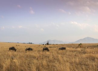 pexels magda ehlers pexels 1319648