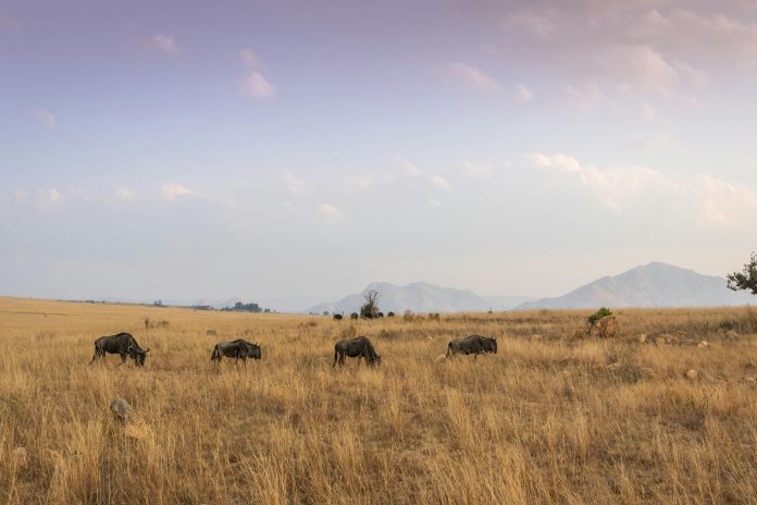 pexels magda ehlers pexels 1319648