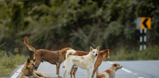 pexels renjith tomy pkm 138432405 33339065