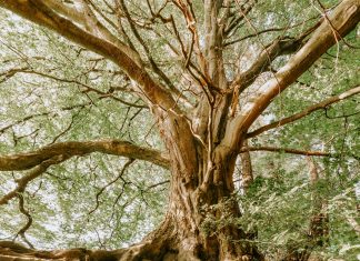 pexels umkreisel app 1792626