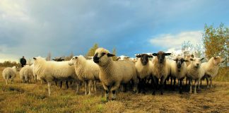 pexels matthiaszomer 97317