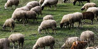 Ευλογιάς των αιγοπροβάτων