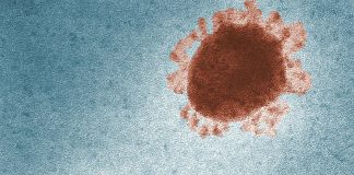 pexels cdc library 3992945