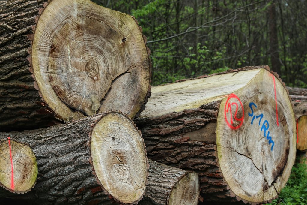 pexels talal 34149421