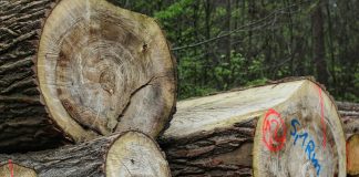 pexels talal 34149421