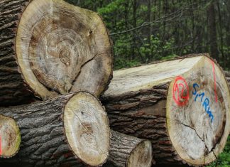 pexels talal 34149421