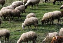 Ευλογιάς των αιγοπροβάτων