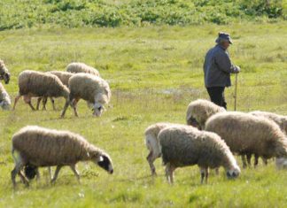 Στο Χείλος της Καταστροφής: Η Κτηνοτροφία της Ευρυτανίας Ζητά Άμεσες Πληρωμές κτηνοτρ