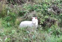 Μια αλεπού-αλμπίνο! αλεπ 1