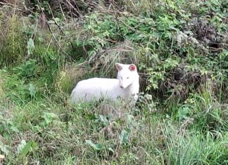 Μια αλεπού-αλμπίνο! αλεπ 1