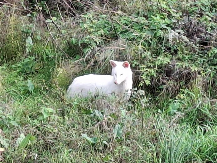 αλεπ 1 αλεπ 1