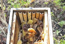 Μεγάλη καταστροφή μελισσιών από αρκούδες στα Λεπιανά μελ 1