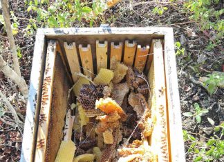 Μεγάλη καταστροφή μελισσιών από αρκούδες στα Λεπιανά μελ 1