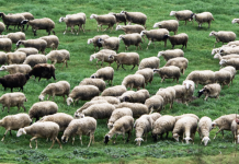 Απόφαση–σοκ για την Ευλογιά: Η Ευρυτανία “Απαγορευμένη Ζώνη” από το πουθενά ΕΥΛΟΓΙΑ