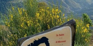 ΚΕΔΡΑ ΠΛΑΤΕΙΑ ΜΙΚΗΣ